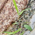 Eragrostis amabilis 葉