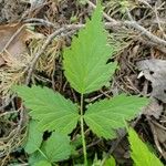 Rubus occidentalis Yaprak