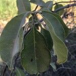 Cryptostegia grandiflora Leaf