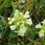 Sideritis hyssopifolia Fleur