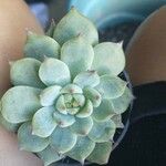 Echeveria colorata List