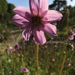 Dahlia merckii Flower