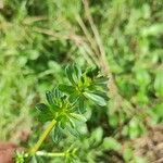 Galium mollugo Blatt