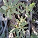 Euphorbia balsamifera Fuelha