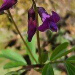 Lathyrus vernus Цвят