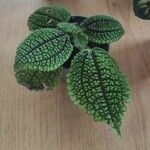 Pilea involucrata Ліст