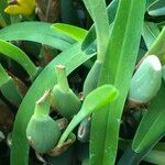 Maxillaria variabilis ᱛᱟᱦᱮᱸ