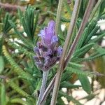 Lavandula dentata Bark