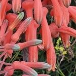 Aloe amudatensis 花