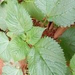 Girardinia diversifolia Blatt