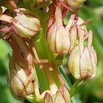 Orchis anthropophora Flower