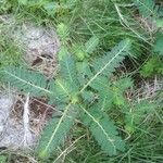 Phyllanthus urinaria Foglia