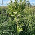 Gomphocarpus fruticosus Habit