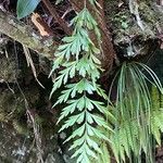 Asplenium aethiopicum Hábito