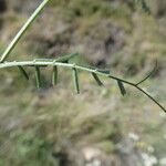 Vicia peregrina Hoja