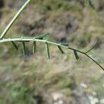 Vicia peregrina 葉