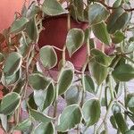 Peperomia scandens Liść