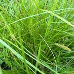 Carex vulpinoidea Hoja