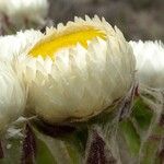 Helichrysum mannii