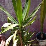 Yucca gigantea Blatt