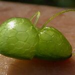 Lemna gibba Leaf