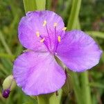 Tradescantia virginianaBlodyn