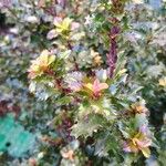 Ilex meserveae Blatt