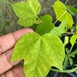 Jatropha curcas Blatt