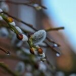 Salix atrocinerea Autre