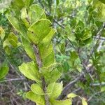 Crossopetalum rhacoma Hostoa