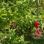 Malvaviscus penduliflorus Flor