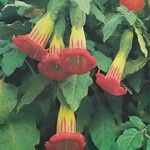 Brugmansia sanguinea Blüte