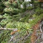 Abies lasiocarpa Likasa