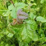 Toxicodendron diversilobum Hoja
