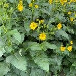 Silphium perfoliatumFlower