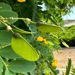 Tipuana tipu Fruit