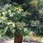 Mangifera indica List