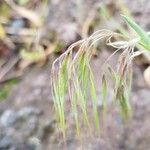 Anisantha tectorum Blüte