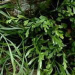 Asplenium x alternifolium Φύλλο