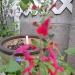 Salvia roemeriana Flor
