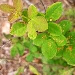 Lespedeza hirta Leaf