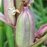 Dactylorhiza majalis Mbuma