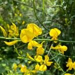 Genista aetnensis Flower