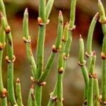 Ephedra viridis Leaf