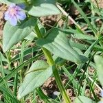 Lysimachia foemina Likasa
