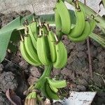 Musa acuminata Fruto