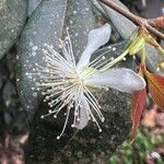 Syzygium smithii Kukka