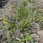 Cyperus difformis Hábitos