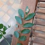 Diphysa americana ᱥᱟᱠᱟᱢ