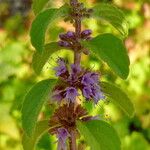 Mentha arvensis Blüte